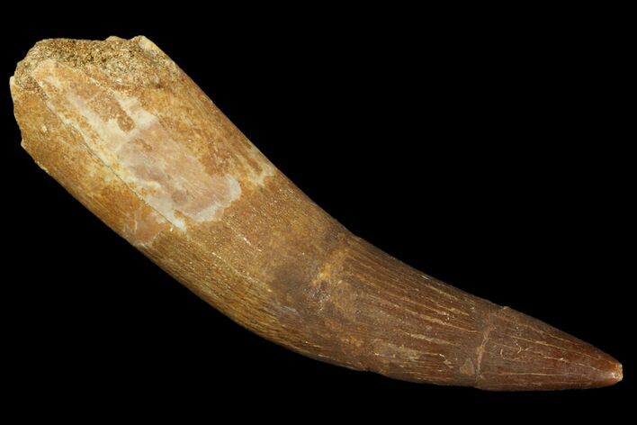 Fossil Plesiosaur (Zarafasaura) Tooth - Morocco #81554